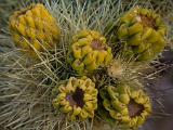 Joshua Tree 020